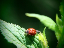 coccinella