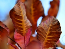 Carso in autunno