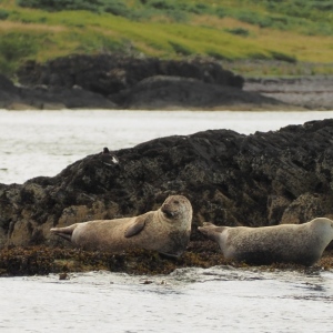 Oban Scotland /seals foche