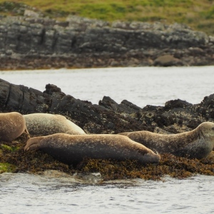 Oban Scotland /seals foche