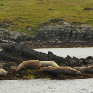 Oban Scotland /seals foche