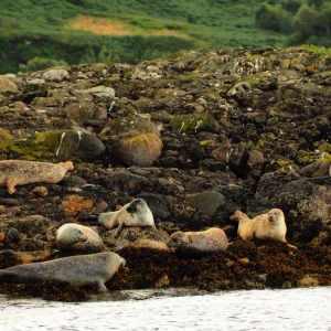 Oban Scotland /seals foche