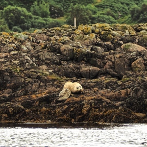 Oban Scotland /seals foche