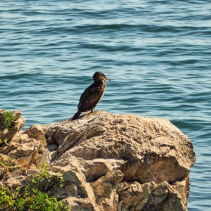 Miramare in primavera