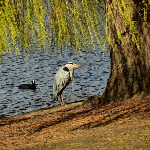 Regent Park