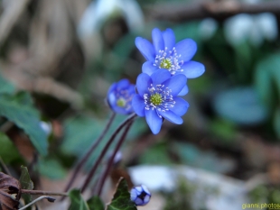 fiori nel bosco