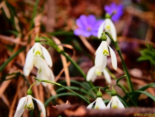 fiori nel bosco