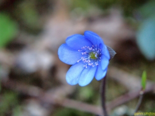 fiori nel bosco