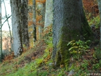 Monte Nevoso (Snežnik)