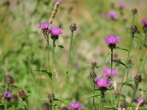 Thistle