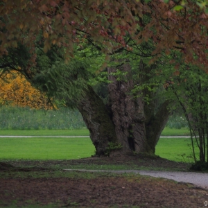 Kamnik - Arboretum