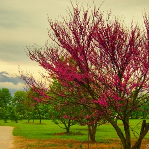 Kamnik - Arboretum