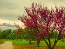 Kamnik - Arboretum