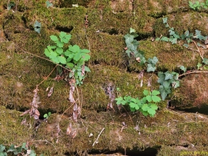 stagno Contovello